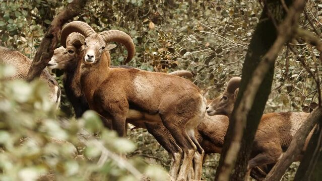 Wild ram with big Horns, animal in untouched nature, mouflon in forest, wild sheep wildlife
