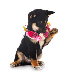 shiba inu in studio