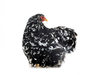 Pekin Bantam in studio