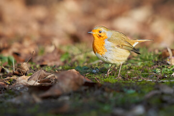 Beautiful robin (Erithacus rubecula) on green mossy ground. Deep perspective. From the side.