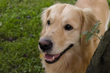 golden retriever dog enjoying outdoors in the green yard with a mosquito on his nose
