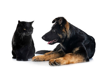 young german shepherd and cat