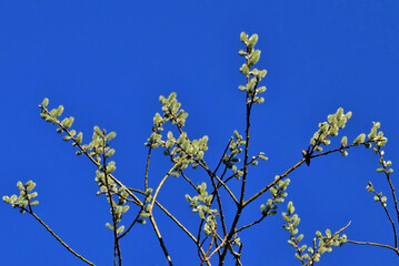 Palmkätzchen als Frühlingsboten vor tiefblauem Himmel