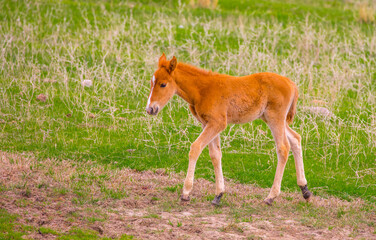Horses gallop over mountains and hills. A herd of horses grazes in the autumn meadow. Livestock concept, with place for text.