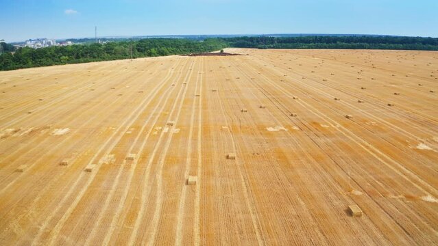 Beautiful yellow stripy wheat plantation after cutting the crops. Dry straw neatly folded in parallelepiped bales. Greenery at backdrop.