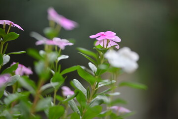 pink flowers