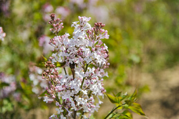 In spring, lilacs are in full bloom in northern China