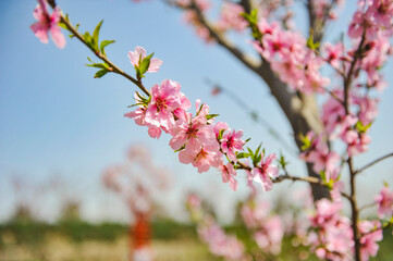 In spring, Begonia flowers are blooming in northern China
