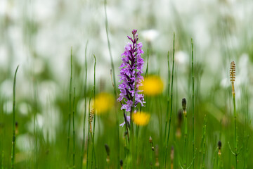 A flowering moorland spotted orchid in front of cottongrass