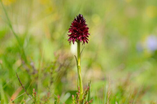 Closeup of a Nigritella orchid on a sunny day in summer