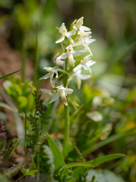 A lesser butterfly orchid on a sunny day in summer