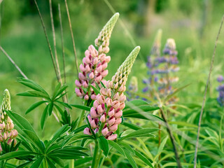 Lupin flowers blooms in the field.