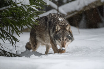A large seasoned gray wolf sneaks out from behind a green spruce. The attentive predator looks directly into the camera. Winter day. Close-up. Big hunting games.