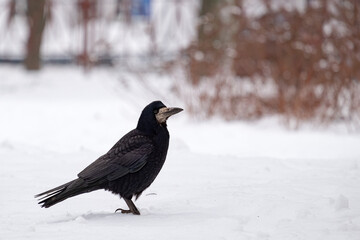 Rook poses