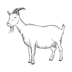 goat farm animal drawing illustration