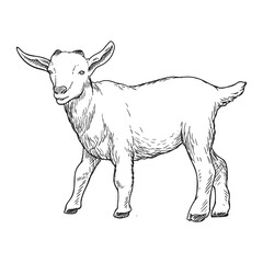 goat farm animal drawing illustration