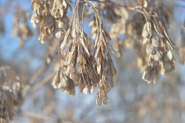 Dry plant in winter on tree