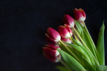 Bunch of red tulips scattered on dark background, spring flowers
