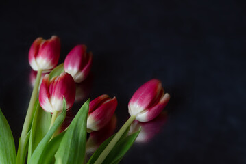 Bunch of red tulips scattered on dark background, spring flowers