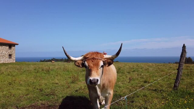 Close-up of a big-horned limousine cow in a green meadow next to seaside