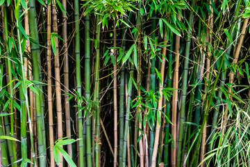 Bamboo Garden Wall