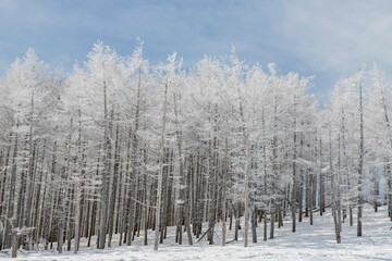 樹氷