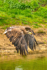A hunting bald eagle glides effortlessly through the air while flying just above the water's surface with wings outstretched. Lake, prey, green, trees