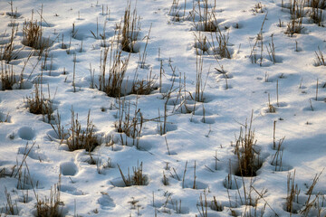 dry grass from summer on falling snow, snow and dry plants, winter landscape in nature,