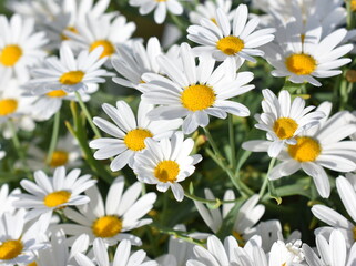 Close up on white marguerite flowers