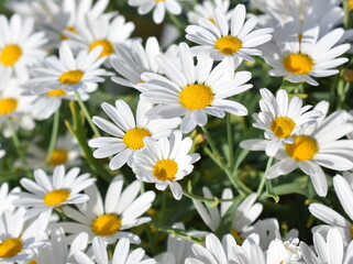 Fototapeta premium Close up on white marguerite flowers