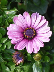 Closeup on Osteopermum daisybush pink flower and flower bud