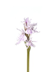 Fototapeta na wymiar Close-up on flowers of heath spotted orchid Dactylorhiza maculata on white background