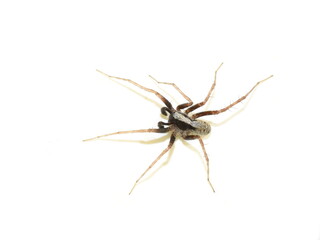 Pardosa lugubris wolf spider isolated on white background