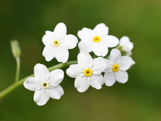 The wildflower Woodland Forget-me-not Myosotis sylvatica white form