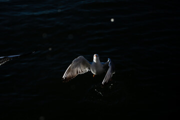 Seagulls on black background water catch food