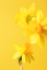 Fototapeta premium Yellow daffodil on yellow background. Conceptual background with narcissus with copy space.