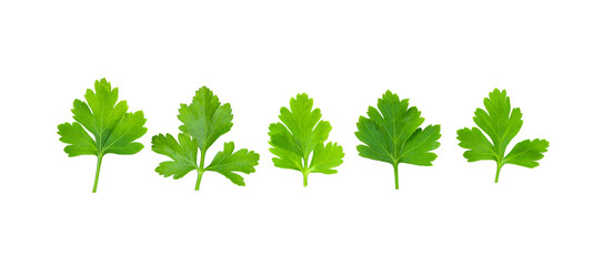 Fresh parsley isolated on white