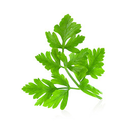 Fresh parsley herb isolated on white