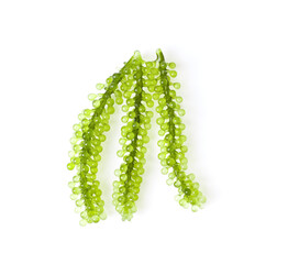 Sea grapes ( green caviar ) seaweed on white