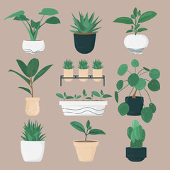 Set of different house plant. Cozy home decor. Trendy flat vector cartoon illustration