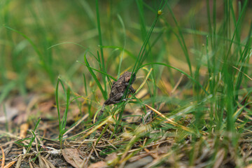 Frosch auf Grashalm