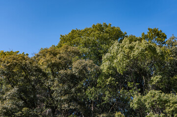 冬の木々と青空