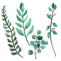 Leaves watercolor drawing for colorful element. Illustrator of stem design object of green herbal, isolated on white background. Natural garden leaf closeup botany.