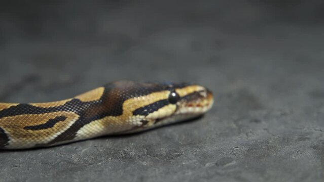 Royal Python or Python regius on wooden snag in studio against a white background. Close up.