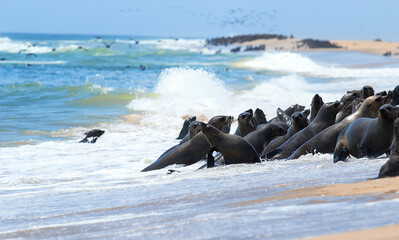 Fototapeta premium seals in the wild in water splashes