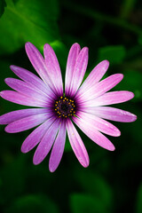 Obraz premium flower cosmos color