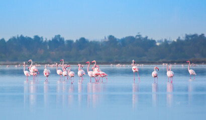 A flock of birds Pink flamingos walk along the blue salt lake of Cyprus in the city of Larnaca....