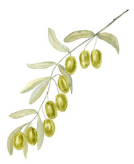 Olive branch with fruits watercolor. Botanical illustration of green berries and leaves on an isolated background. Clipart. Hand drawn art. For menu and food design.