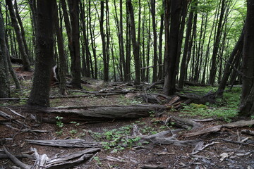 The forest on the trail to the towers of the Paine, Chile