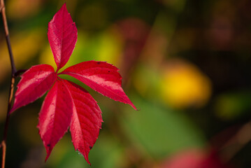 Kolorowe liście, jesień w polskim ogrodzie. 